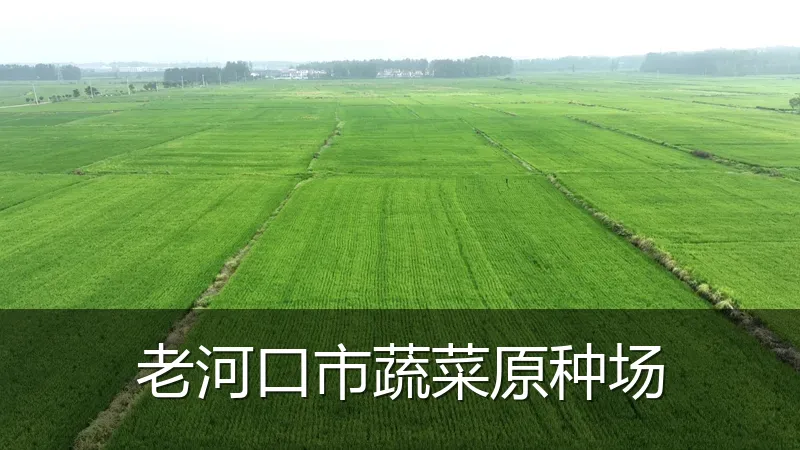 老河口市蔬菜原种场